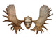 Horns North Siberian Elk Wall Decal