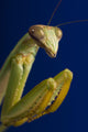Closeup Of Praying Mantis Wall Mural