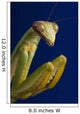 Closeup Of Praying Mantis Wall Mural
