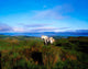 Wild Horse, Bantry Bay, Co Kerry, Ireland Wall Mural