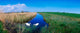 Swans On Bog, Near Newcastle, Co Wicklow, Ireland Wall Mural