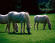 White Horses, Ireland Wall Mural
