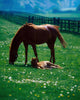 Thoroughbred Mare And Foal, Ireland Wall Mural