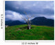 Dead Tree, Connemara, Co Galway, Ireland Wall Mural