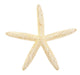 Finger Starfish Wall Decal