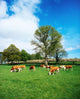 Hereford Bullocks Wall Mural