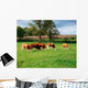 Hereford Bullocks Wall Mural