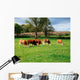 Hereford Bullocks Wall Mural