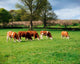 Hereford Bullocks Wall Mural