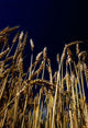 Wheat Wall Mural