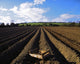 Potato Field, Ireland Wall Mural