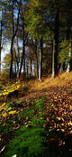 Woods During Autumn Wall Mural