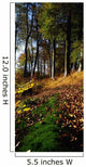 Woods During Autumn Wall Mural