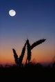 Wheat, Harvest Moon Wall Mural