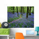 Bluebell Wood, Near Boyle, Co Roscommon, Ireland Wall Mural
