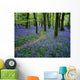 Bluebell Wood, Near Boyle, Co Roscommon, Ireland Wall Mural