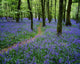 Bluebell Wood, Near Boyle, Co Roscommon, Ireland Wall Mural