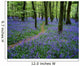 Bluebell Wood, Near Boyle, Co Roscommon, Ireland Wall Mural
