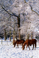 Thoroughbred Horses, Mares In Snow, Ireland Wall Mural