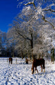 Thoroughbred Horses, Mares In Snow, Ireland Wall Mural