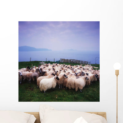 Herding Sheep Inishtooskert Blasket Wall Mural shown on a wall
