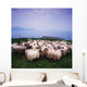 Herding Sheep, Inishtooskert, Blasket Islands,Co Kerry, Ireland Wall Mural
