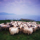 Herding Sheep, Inishtooskert, Blasket Islands,Co Kerry, Ireland Wall Mural