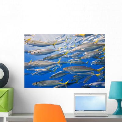 School Rainbow Runners Sea Wall Mural shown on a wall