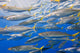 School Of Rainbow Runners, Sea Of Cortez, Mexico Wall Mural