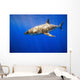 Great White Shark Wall Mural