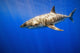 Great White Shark Wall Mural