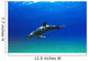 Bottlenose Dolphin Wall Mural