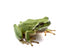 Frog White Wall Decal