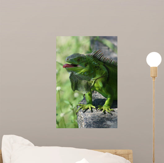 Green Lizard