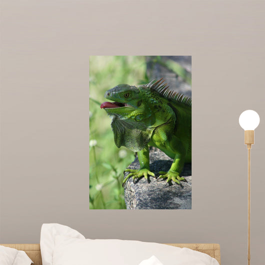 Green Lizard