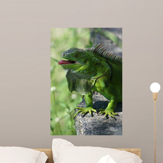Green Lizard