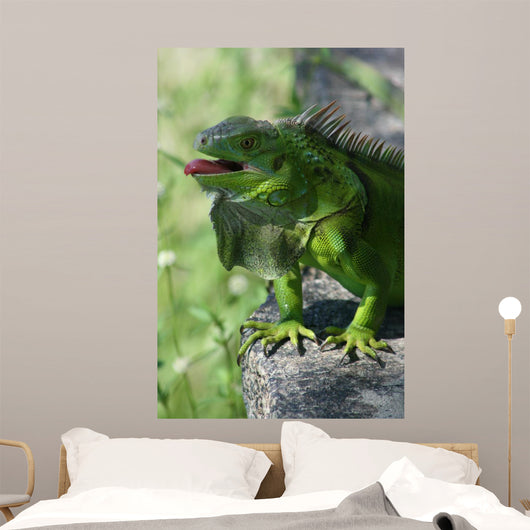 Green Lizard