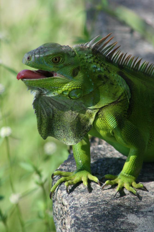 Green Lizard