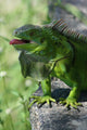 Green Lizard