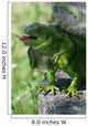 Green Lizard
