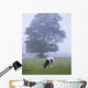Friesian Cow, Ireland Wall Mural