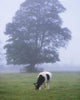 Friesian Cow, Ireland Wall Mural