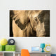Elephant Wall Mural