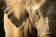 Elephant Wall Mural