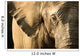 Elephant Wall Mural