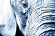 Close Up Of An Elephant's Face Wall Mural