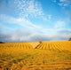 Combine Harvesting A Wheat Field Wall Mural