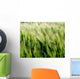 Barley, Co Down Wall Mural