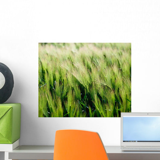 Barley, Co Down Wall Mural