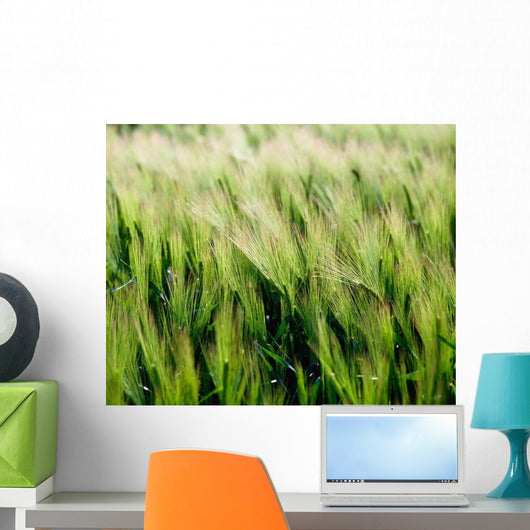 Barley, Co Down Wall Mural